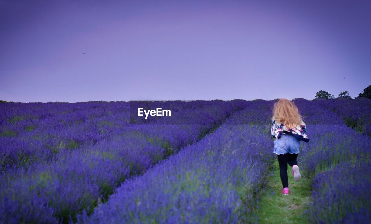 Rear view of girl running amidst lavender field against clear sky during sunset