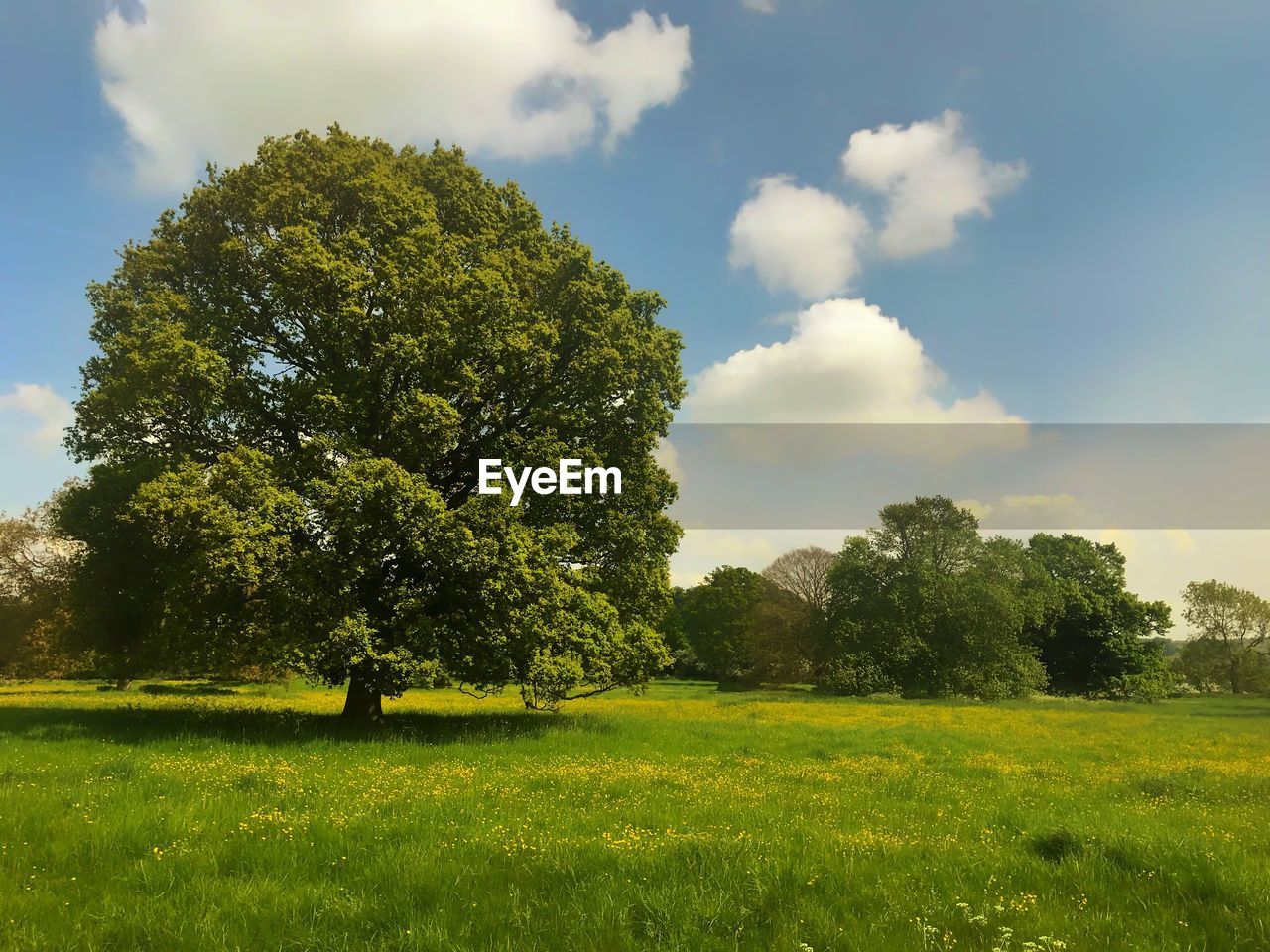 TREES AND PLANTS ON FIELD AGAINST SKY