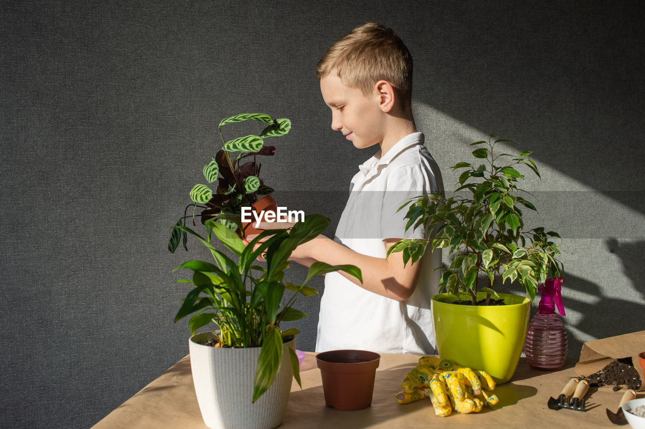 A cute boy is holding a calathea flower in a pot. care of home plants