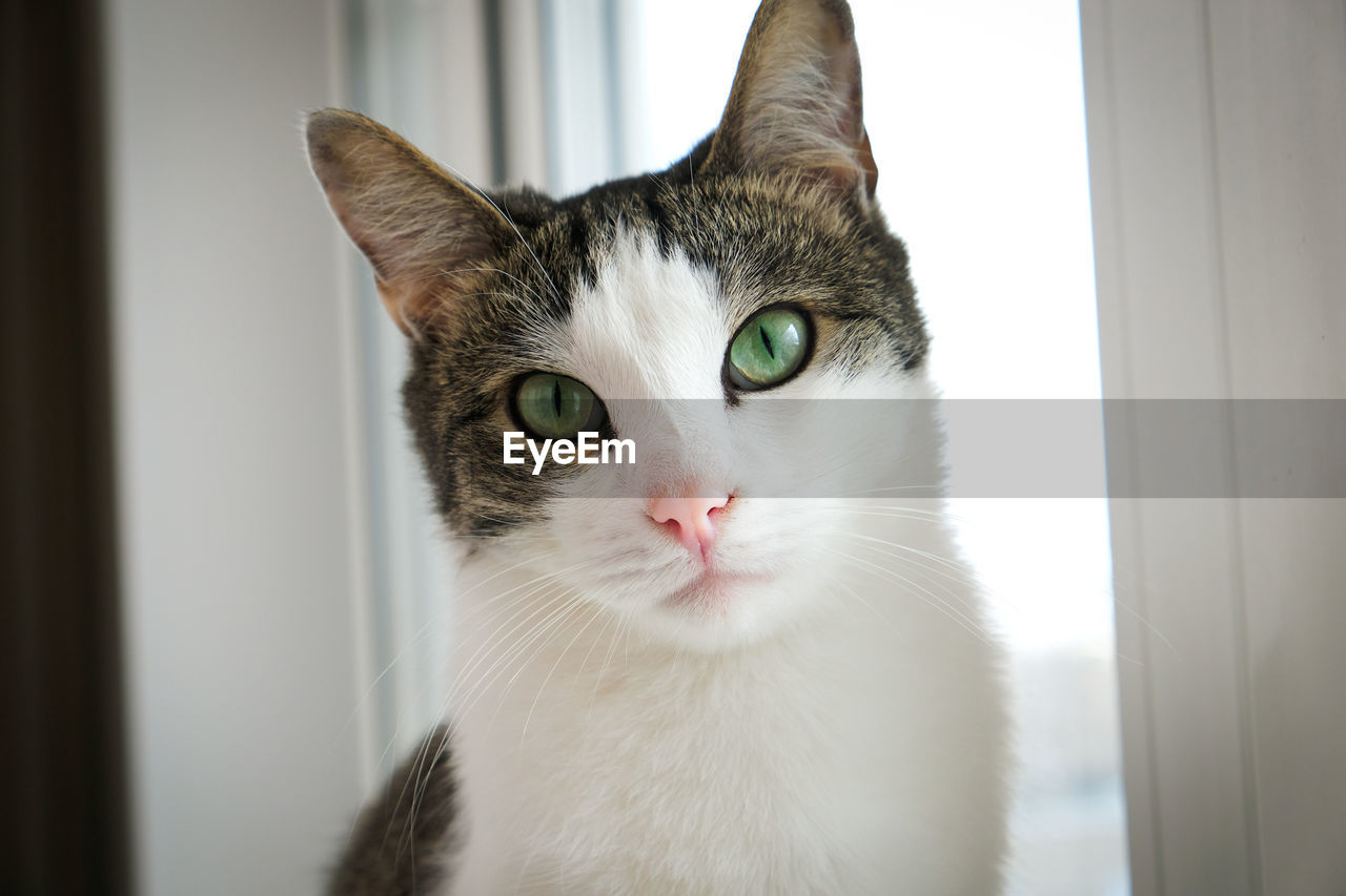 Close-up portrait of a cat