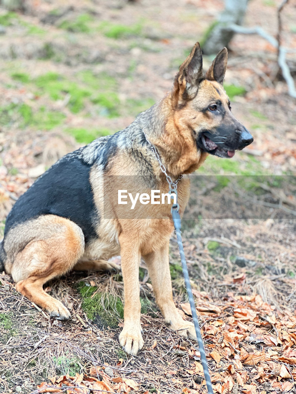 portrait of dog on field