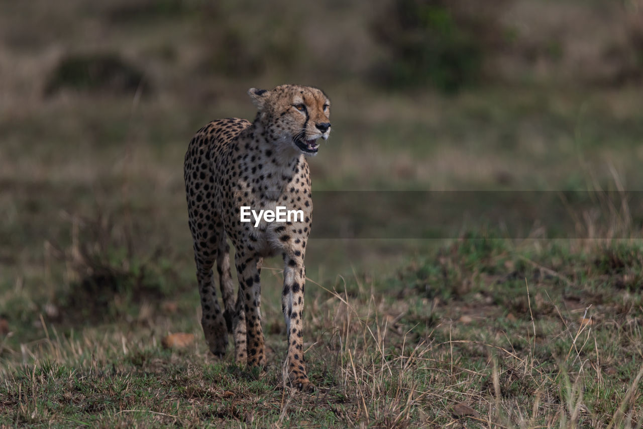 FULL LENGTH OF A CAT