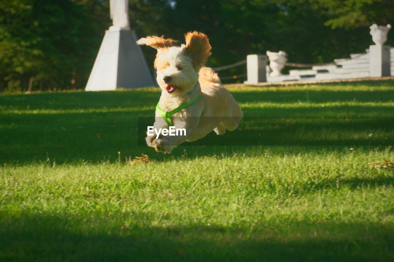 Dog running on grass