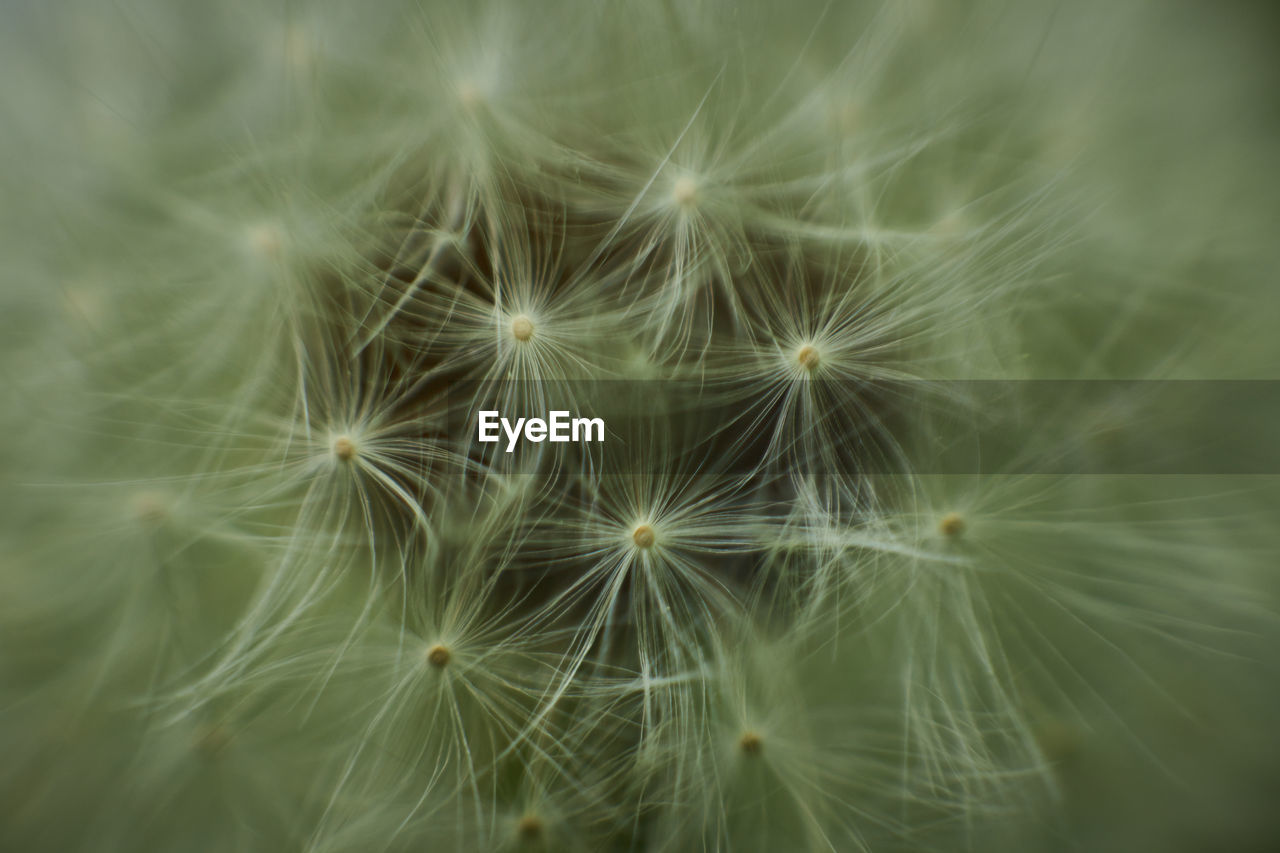 A close-up of dandelion filling the frame