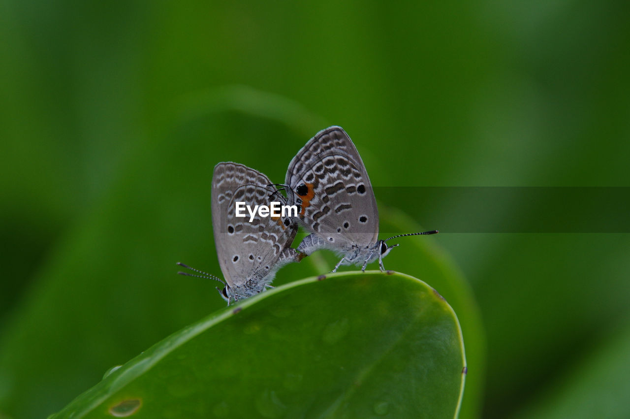 BUTTERFLY ON A LEAF