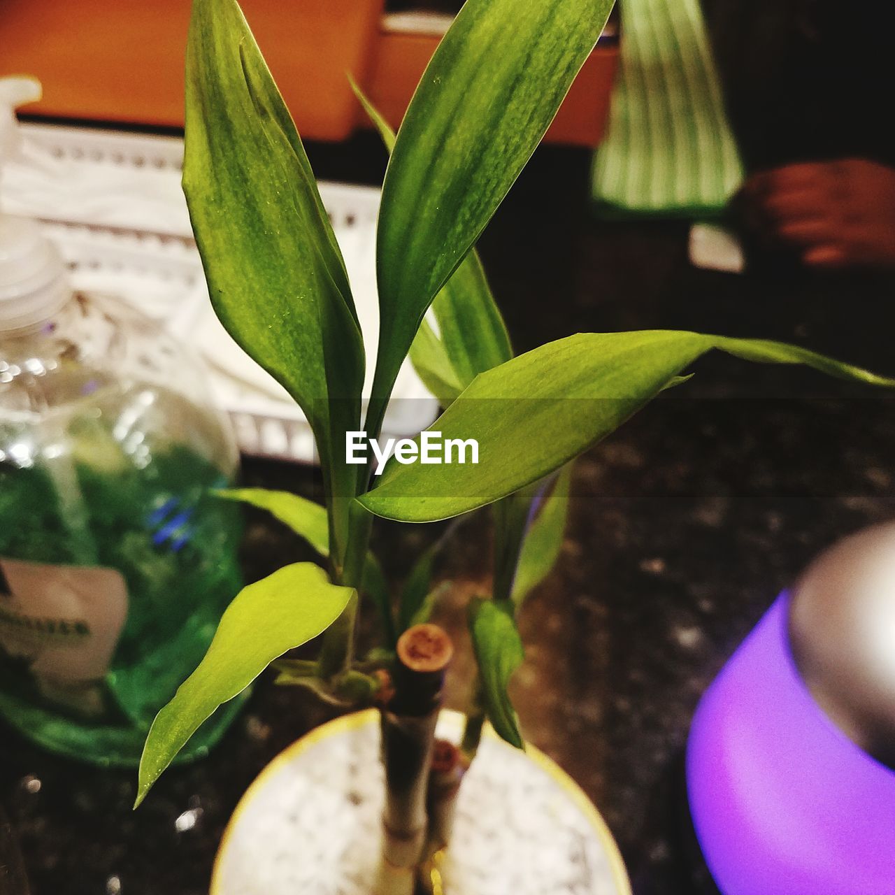 CLOSE-UP OF FRESH GREEN PLANTS