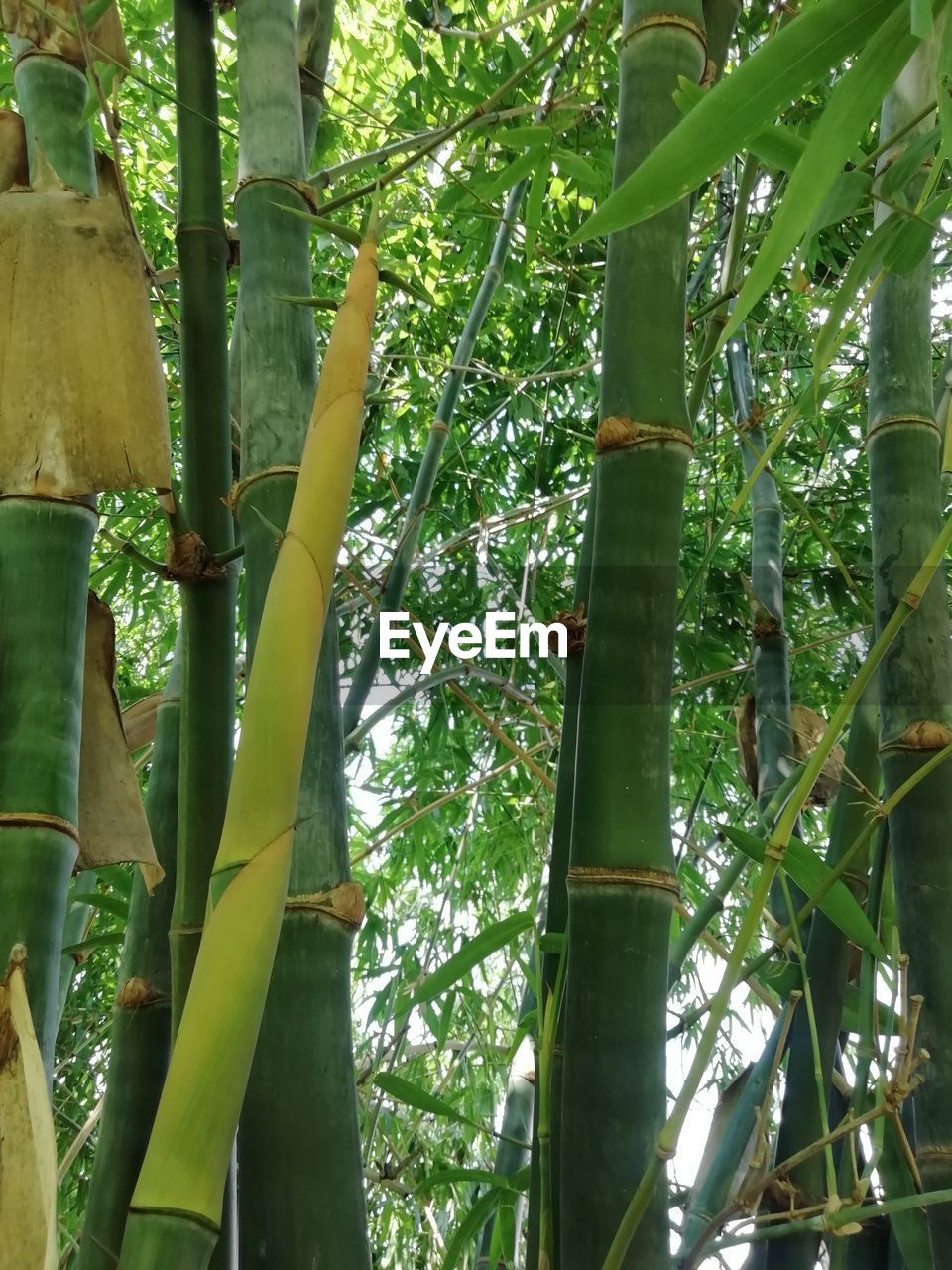 LOW ANGLE VIEW OF BAMBOO TREES