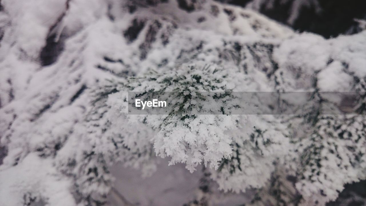 CLOSE-UP OF SNOW COVERED TREE