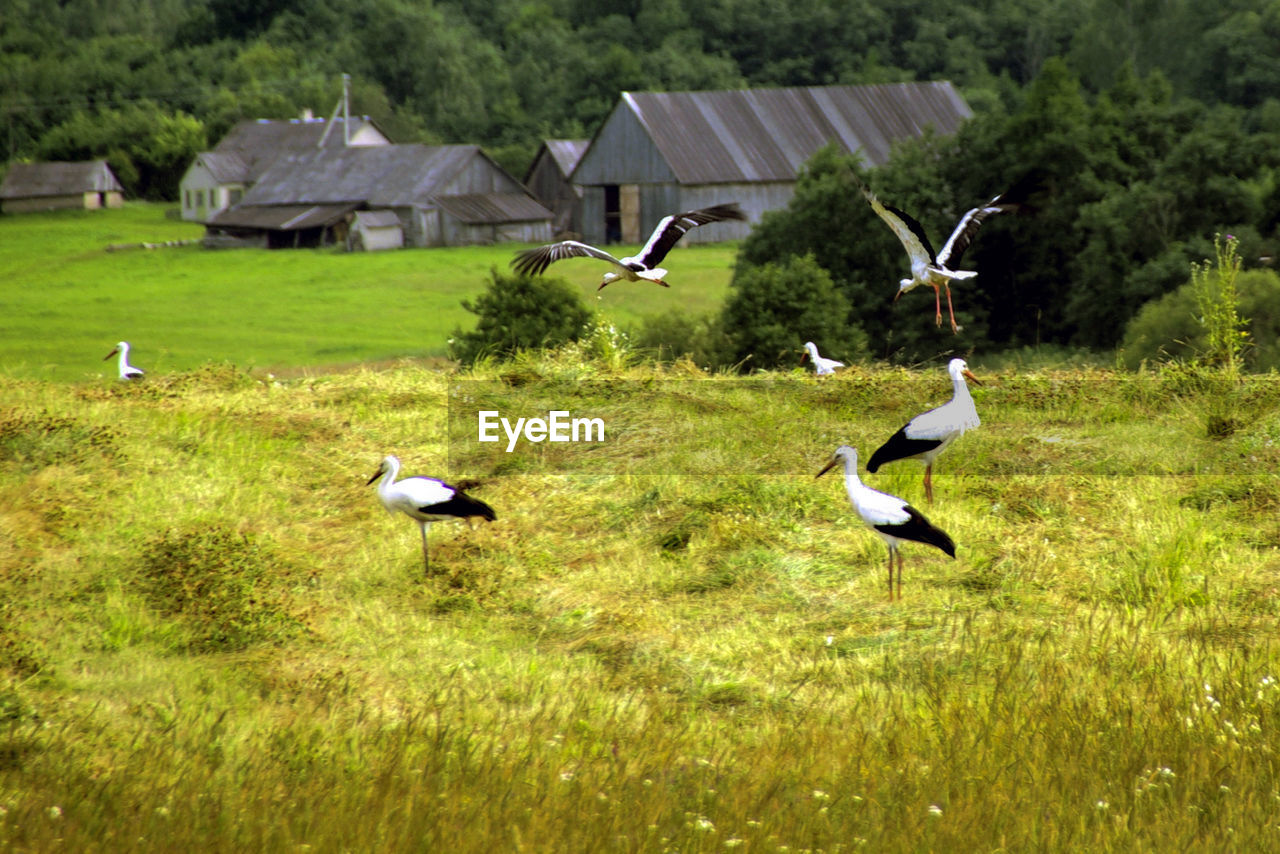 BIRDS FLYING OVER GRASS