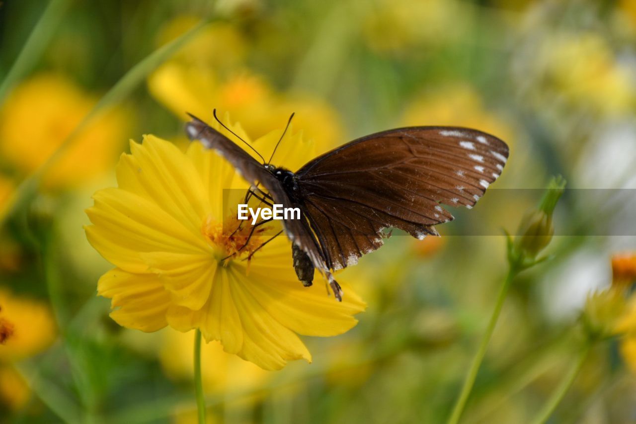 BUTTERFLY POLLINATING ON YELLOW FLOWER
