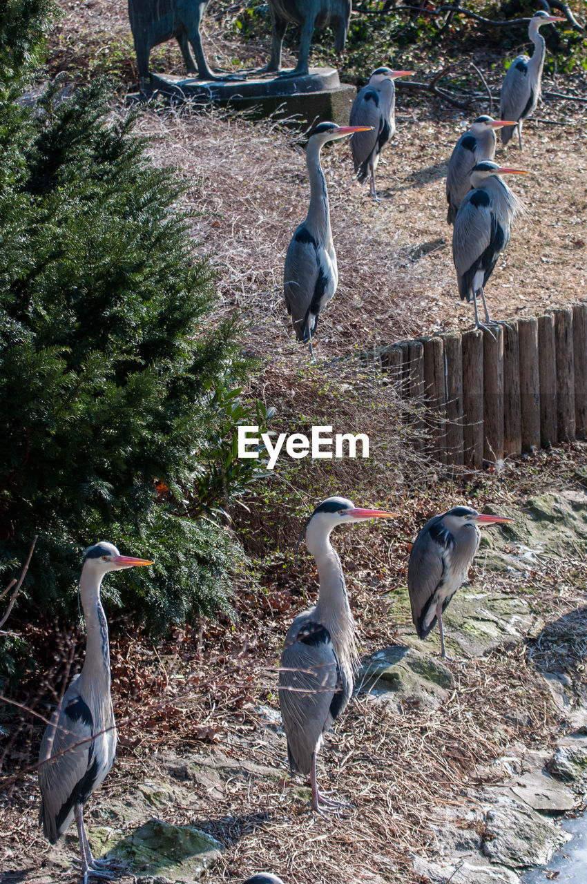 HIGH ANGLE VIEW OF GRAY HERON PERCHING ON FIELD BY WATER