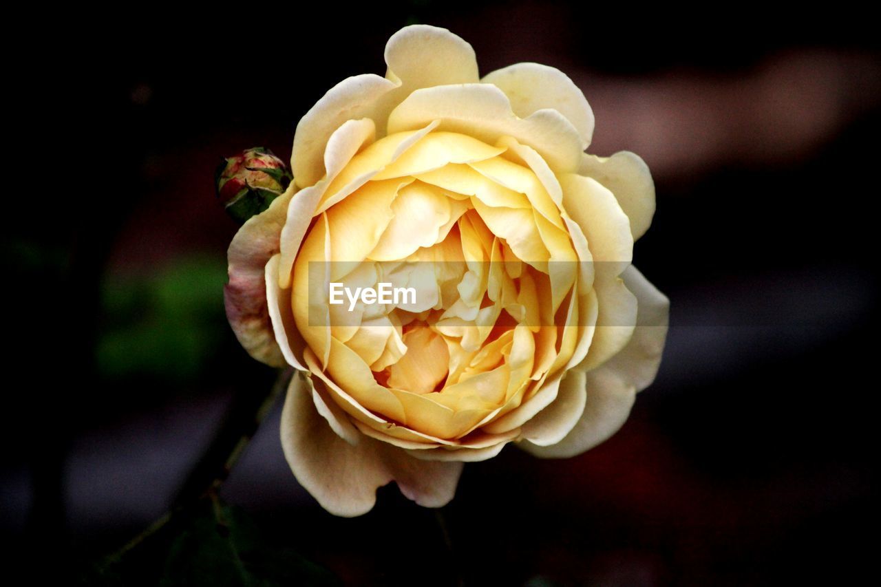 CLOSE-UP OF ROSE IN BLACK BACKGROUND