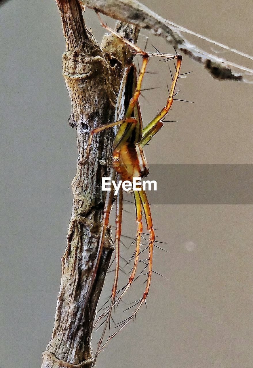 Macro shot of spider on dry stem