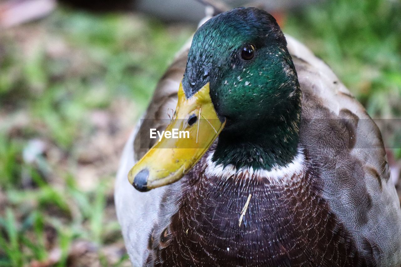 animal themes, animal, bird, animal wildlife, duck, mallard, wildlife, ducks, geese and swans, beak, one animal, nature, water bird, close-up, animal body part, no people, poultry, focus on foreground, outdoors, feather, day, mallard duck