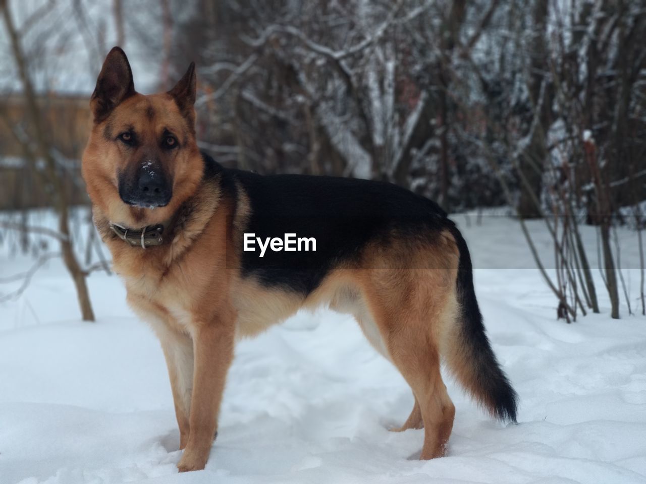 PORTRAIT OF A DOG IN SNOW