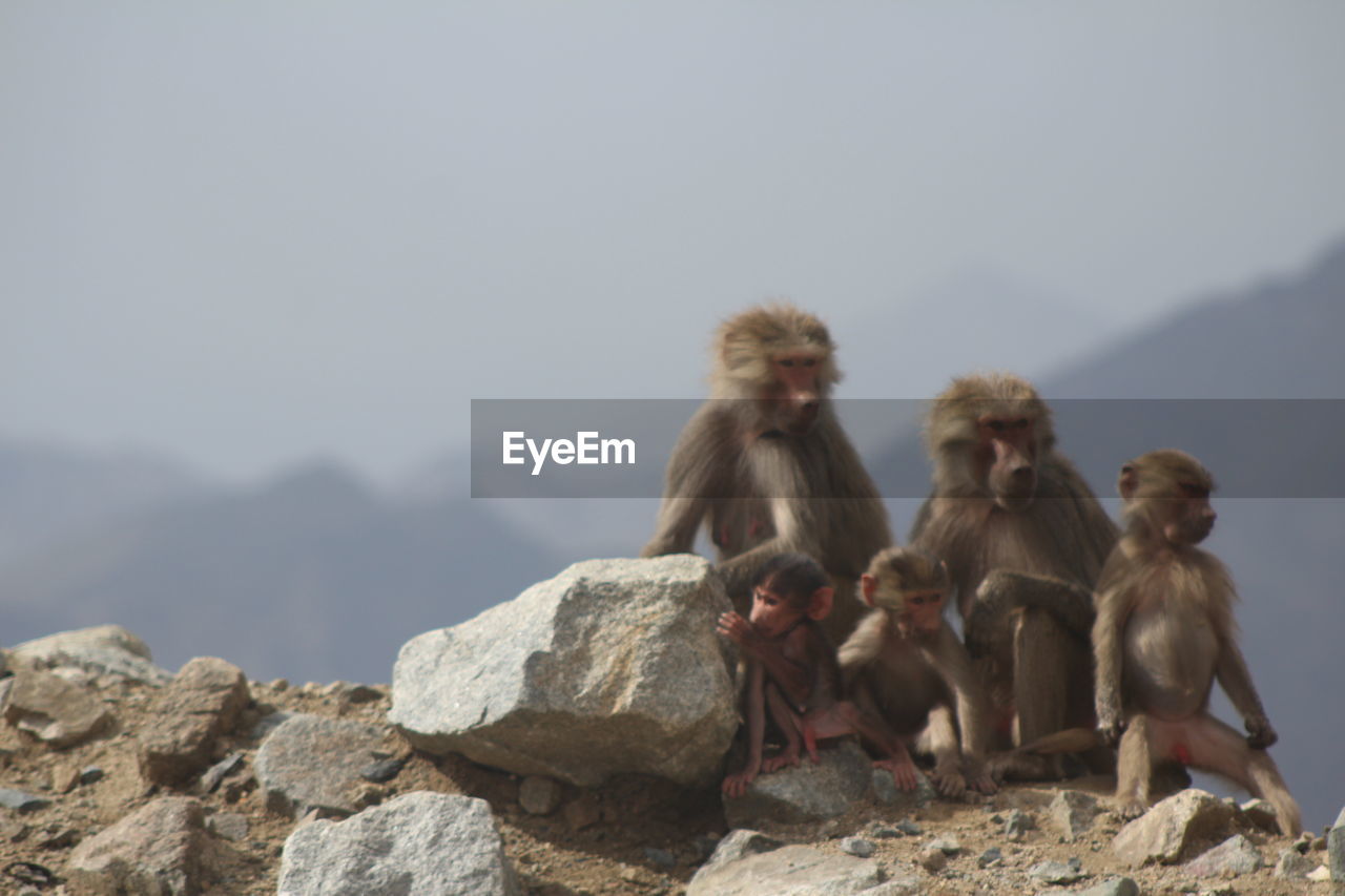 Monkeys sitting on rock against sky