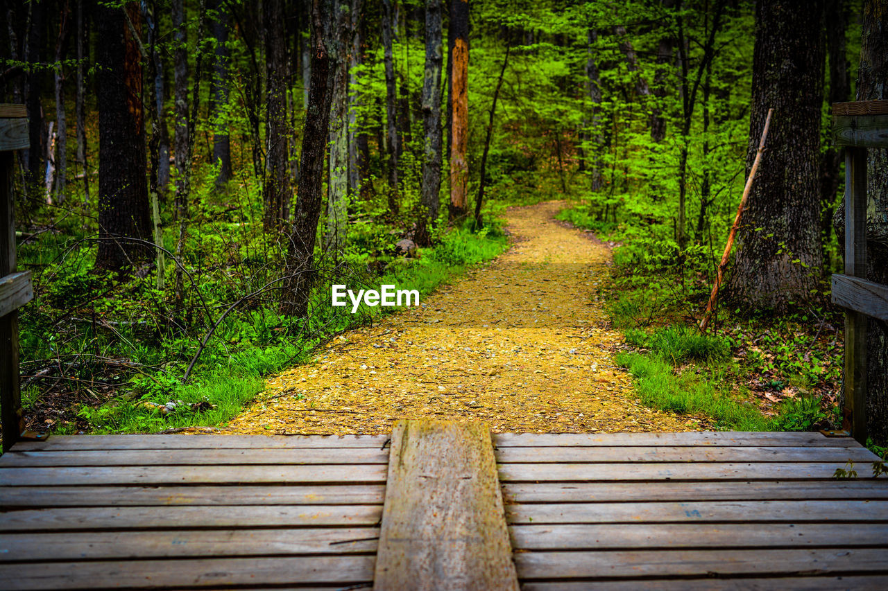 WOODEN WALKWAY IN FOREST