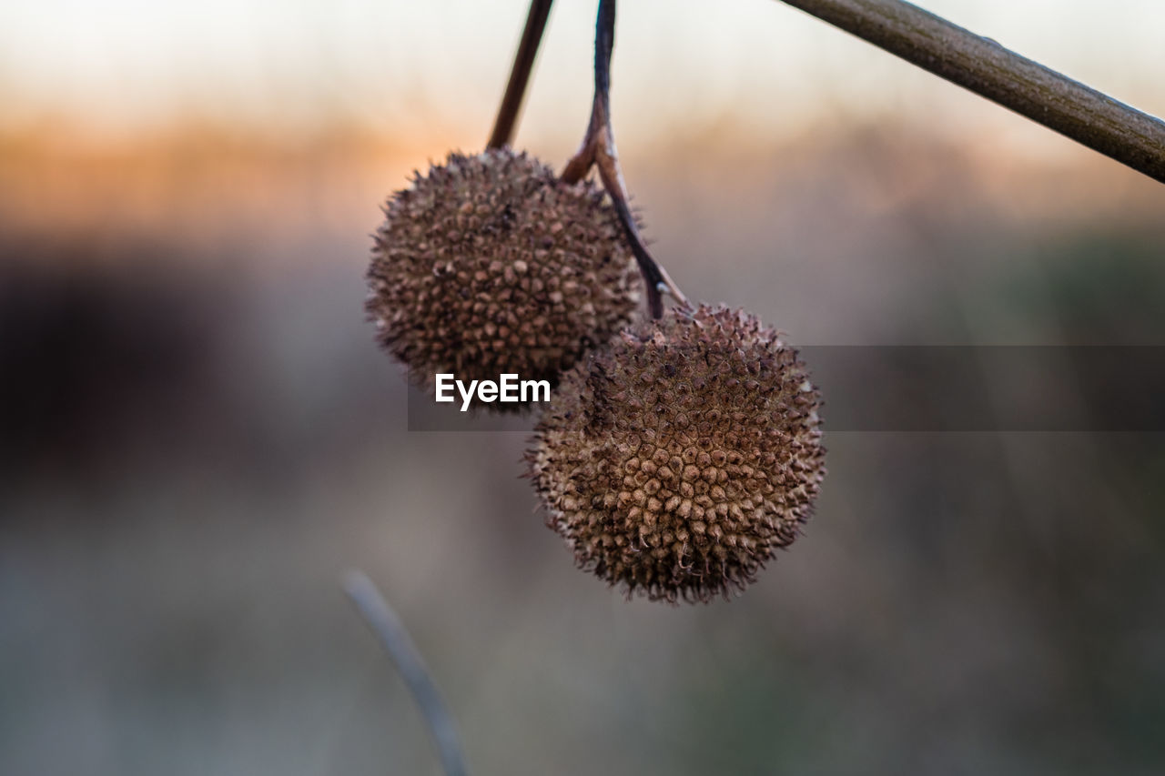 Close-up of dried plant