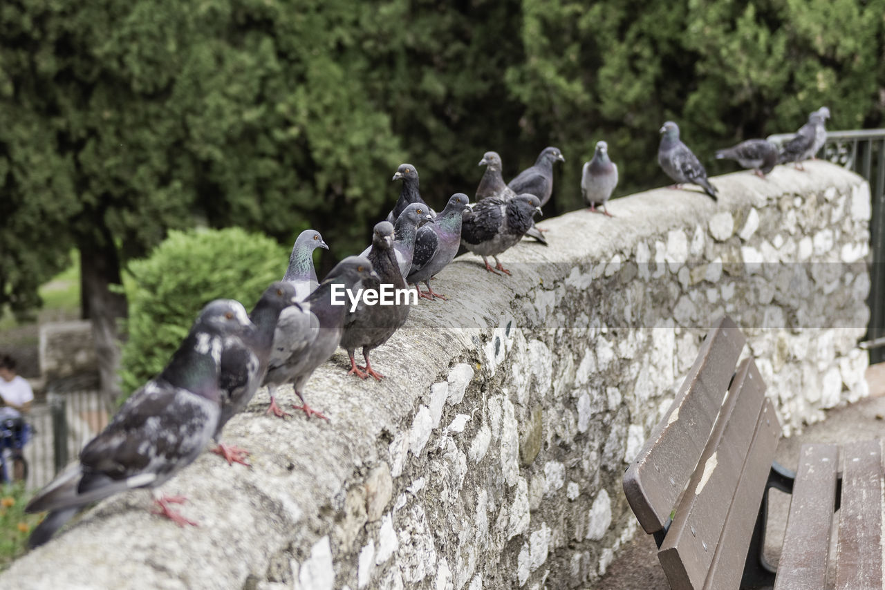 FLOCK OF PIGEONS PERCHING ON A WALL