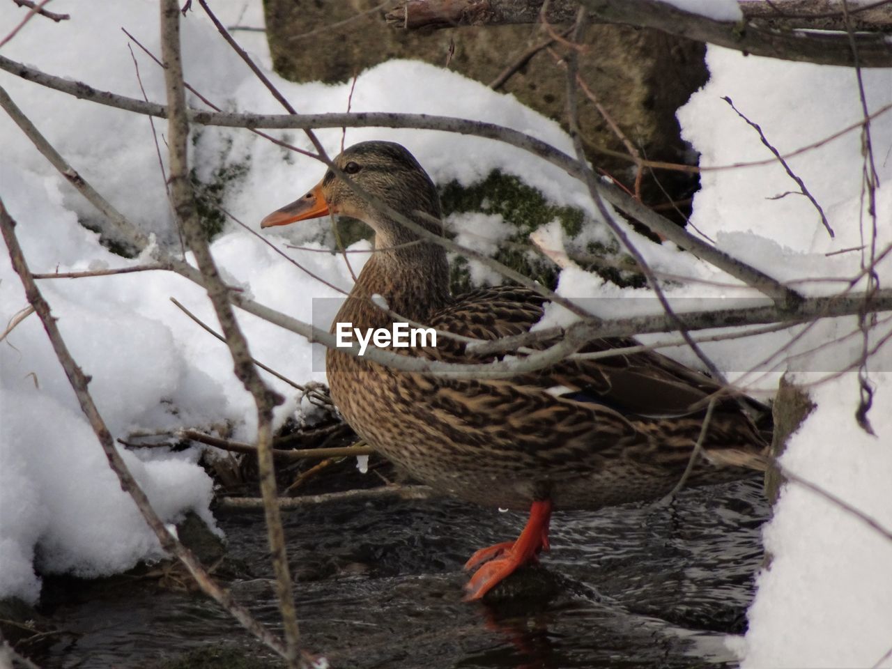 CLOSE-UP OF BIRD PERCHING