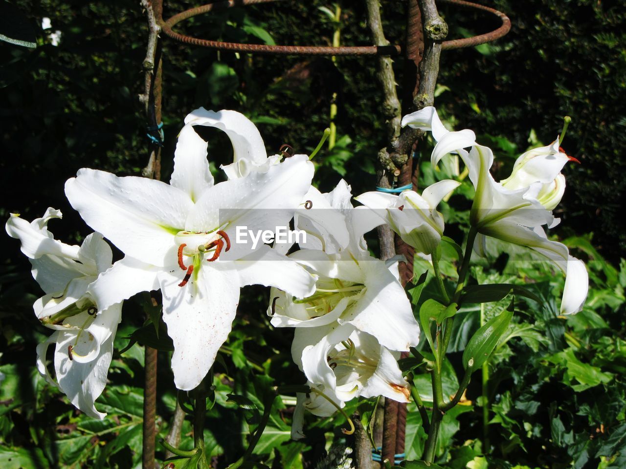 CLOSE-UP OF WHITE FLOWERS GROWING ON PLANT