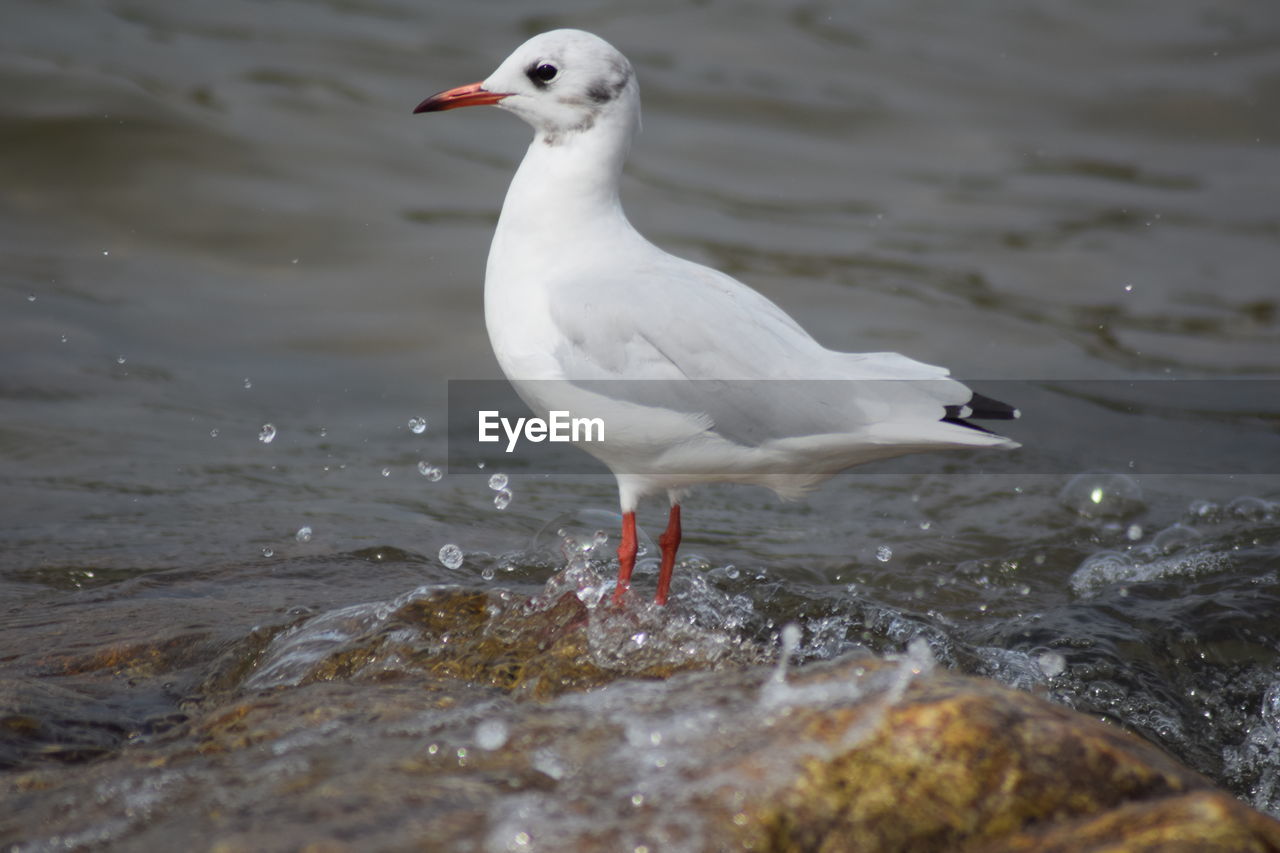 Seagull perching on a beach