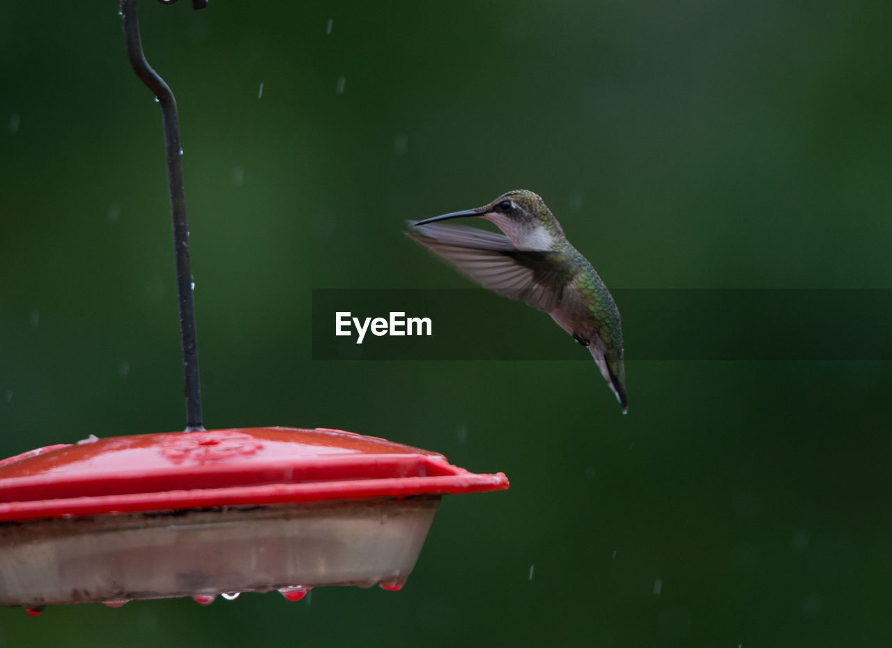 Close-up of hummingbird flapping wings by feeder during rainfall