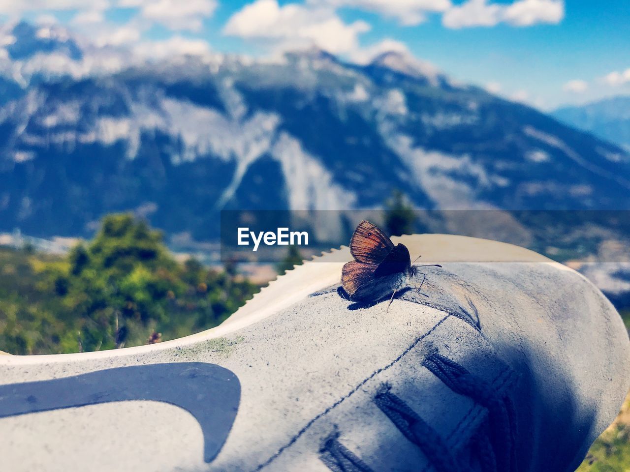 CLOSE-UP OF INSECT ON ROCK AGAINST MOUNTAINS