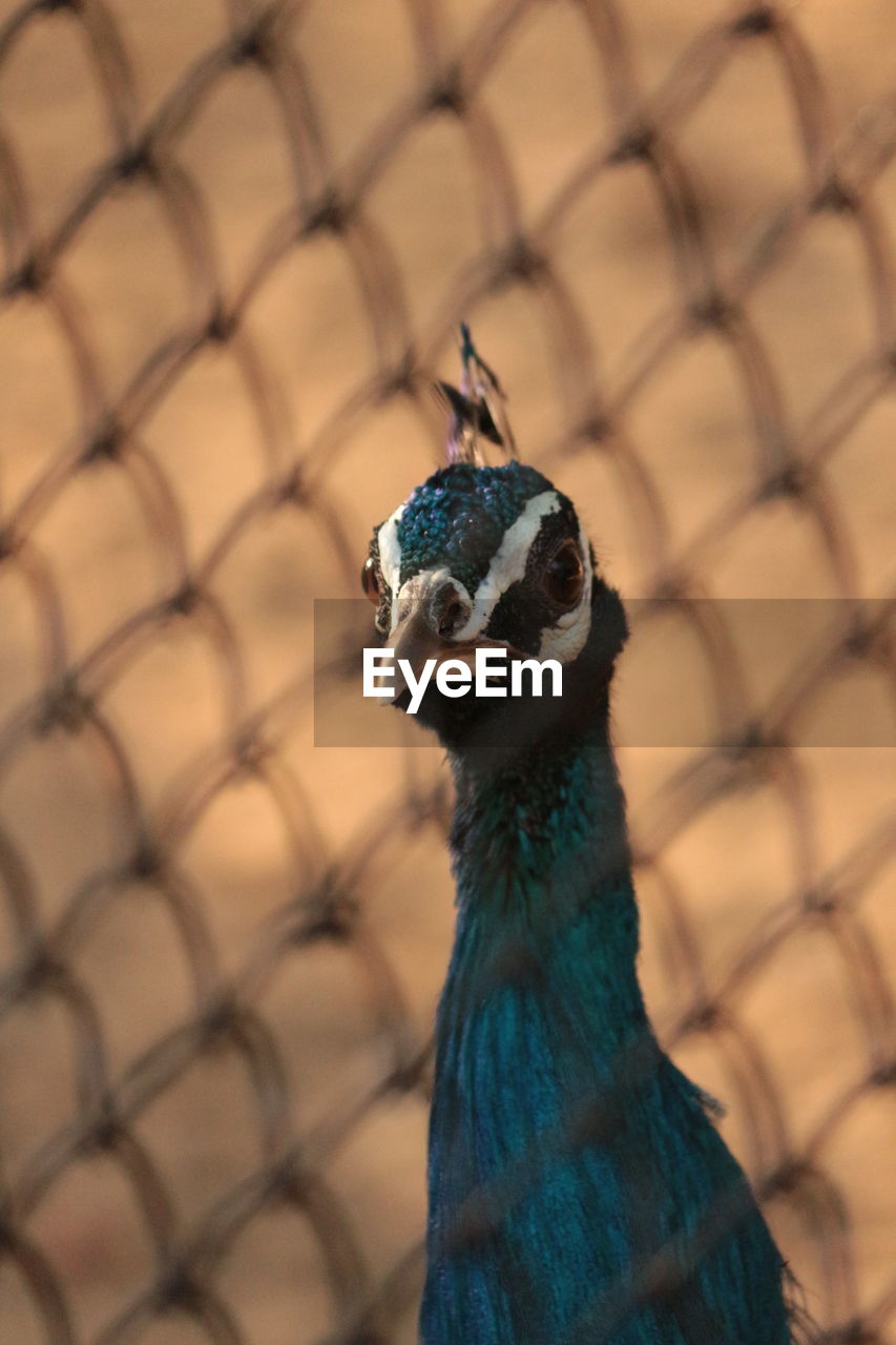 Close-up of peacock seen through chainlink fence