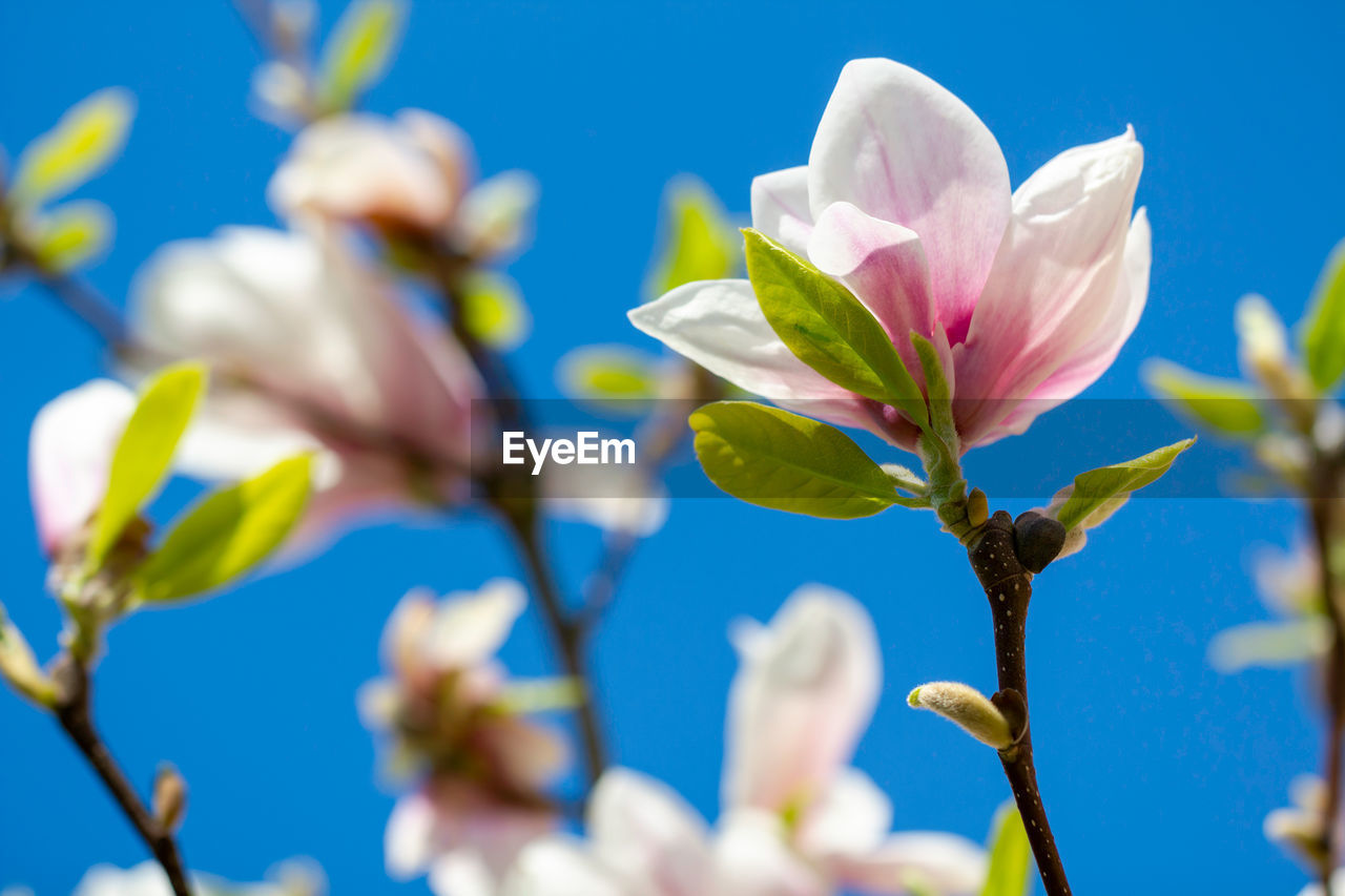 CLOSE-UP OF BLUE FLOWERING PLANT AGAINST SKY