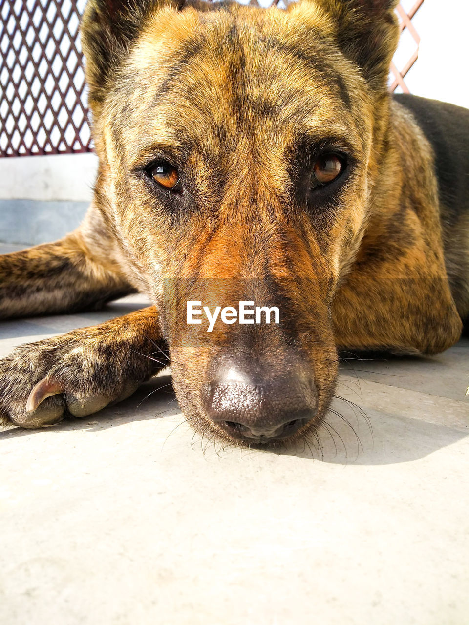 CLOSE-UP PORTRAIT OF DOG LYING ON FLOOR