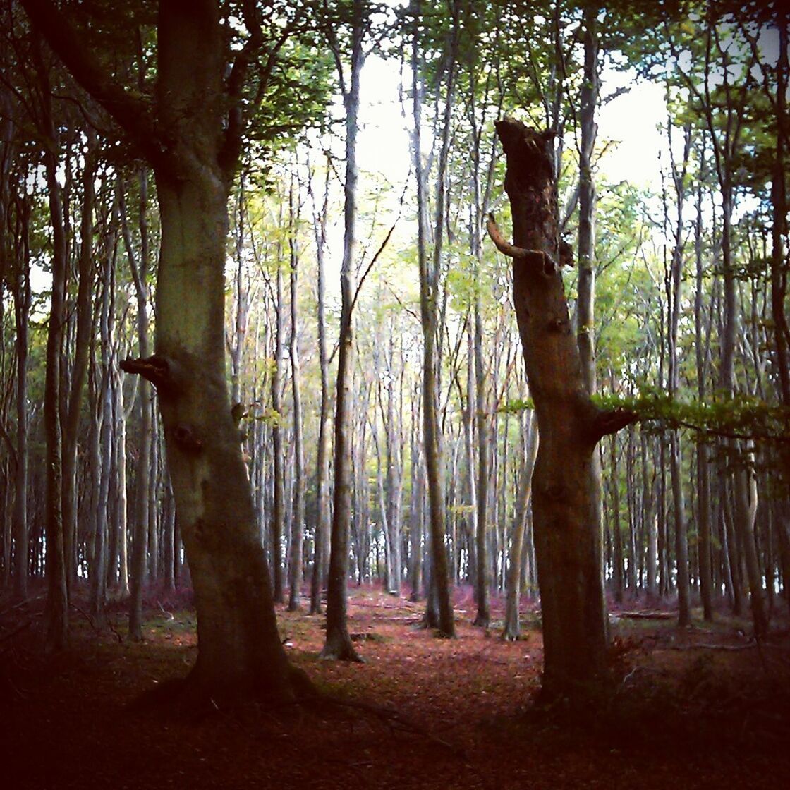 VIEW OF TREES IN FOREST