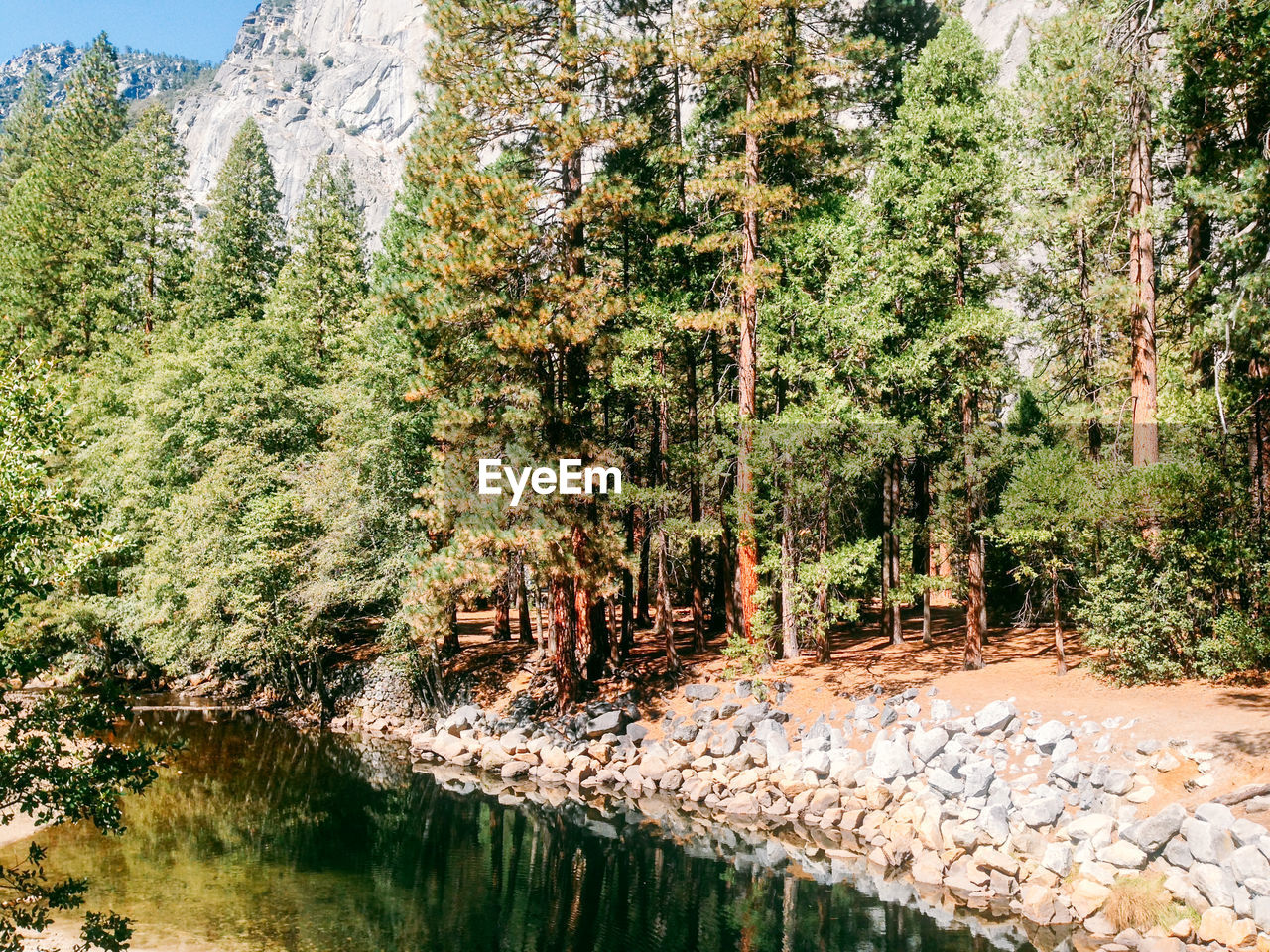 Trees at yosemite national park