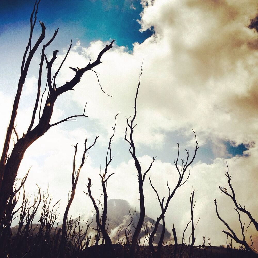 BARE TREES AGAINST SKY