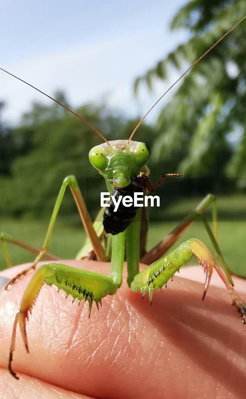 Close-up of insect on hand