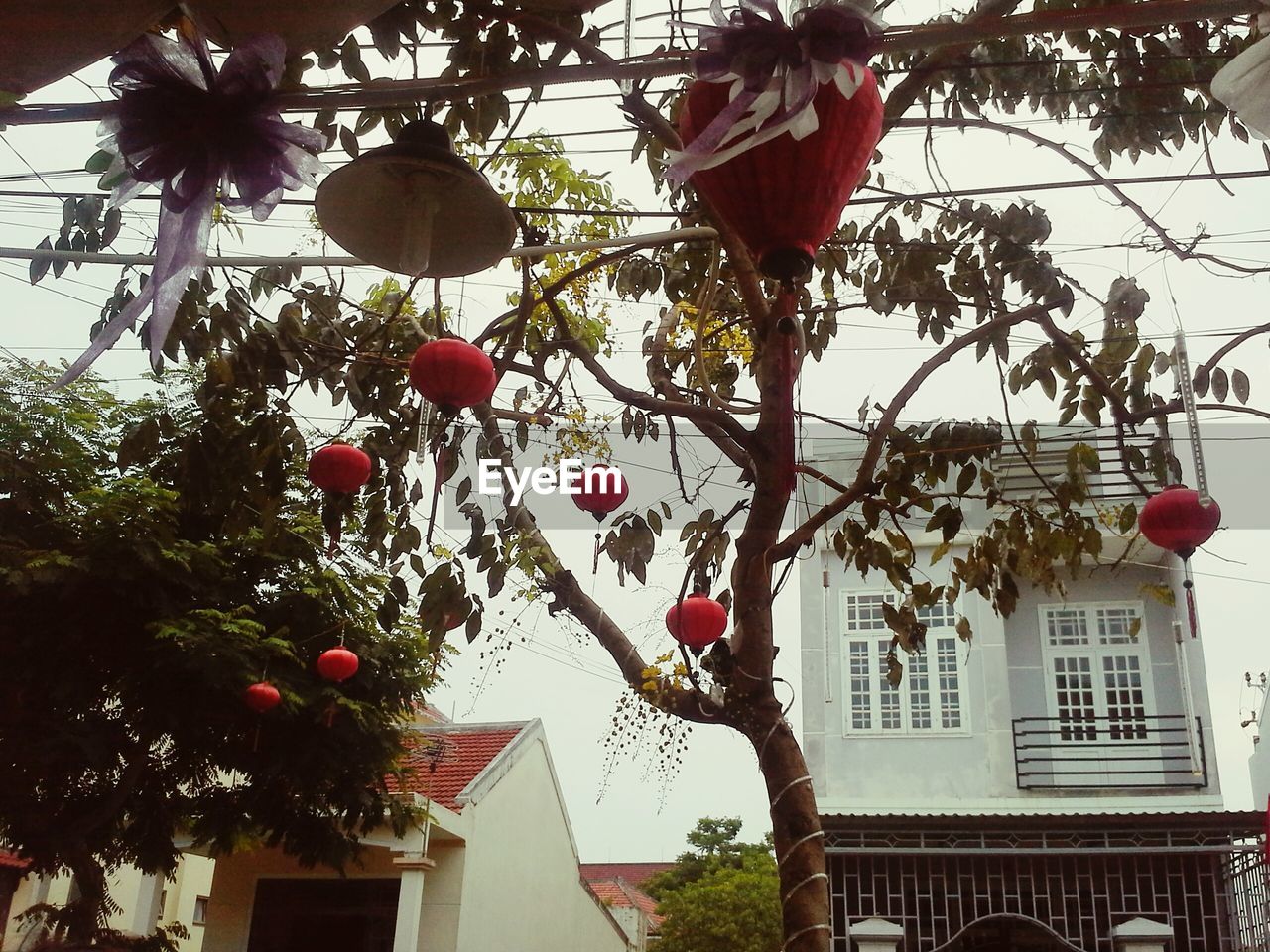 LOW ANGLE VIEW OF FLOWERS HANGING ON TREE