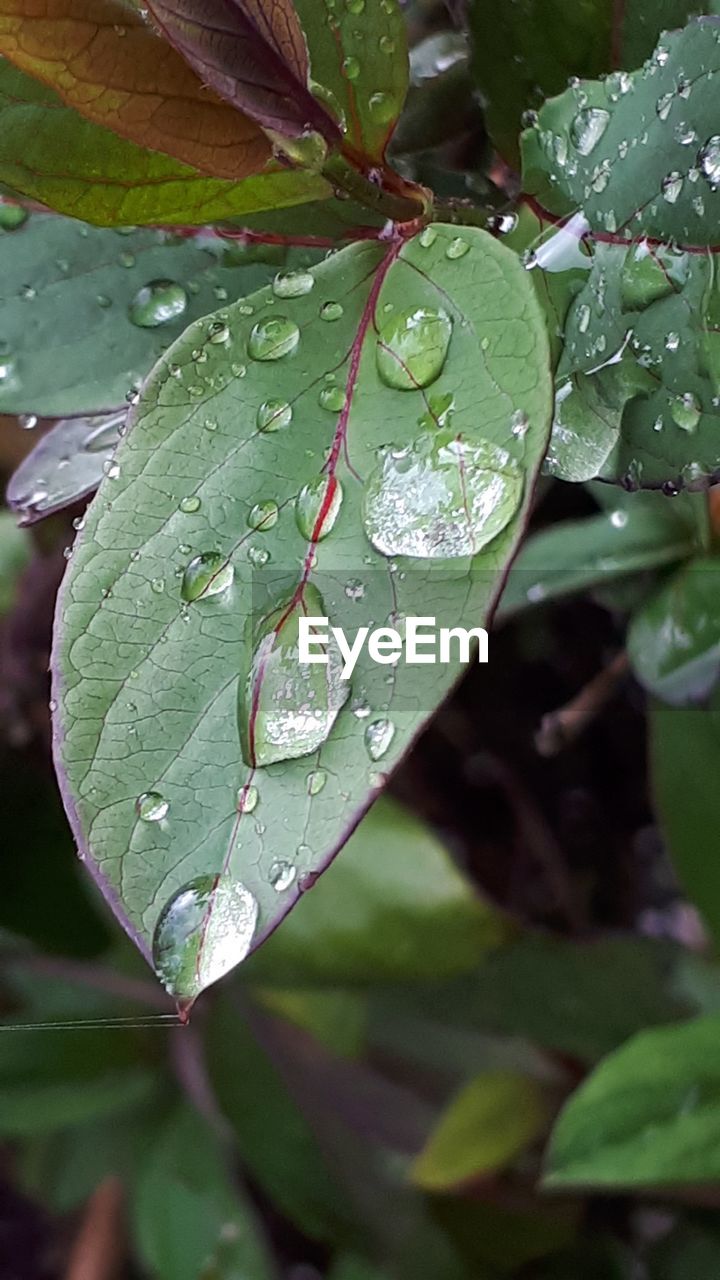 CLOSE-UP OF WET LEAVES