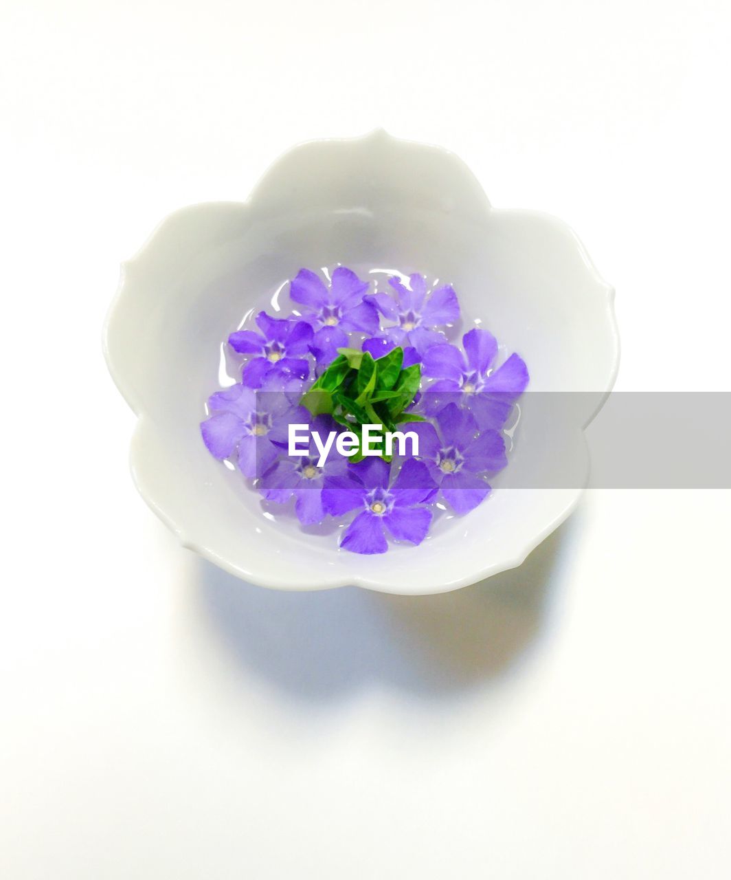 Close-up of purple flowers over white background