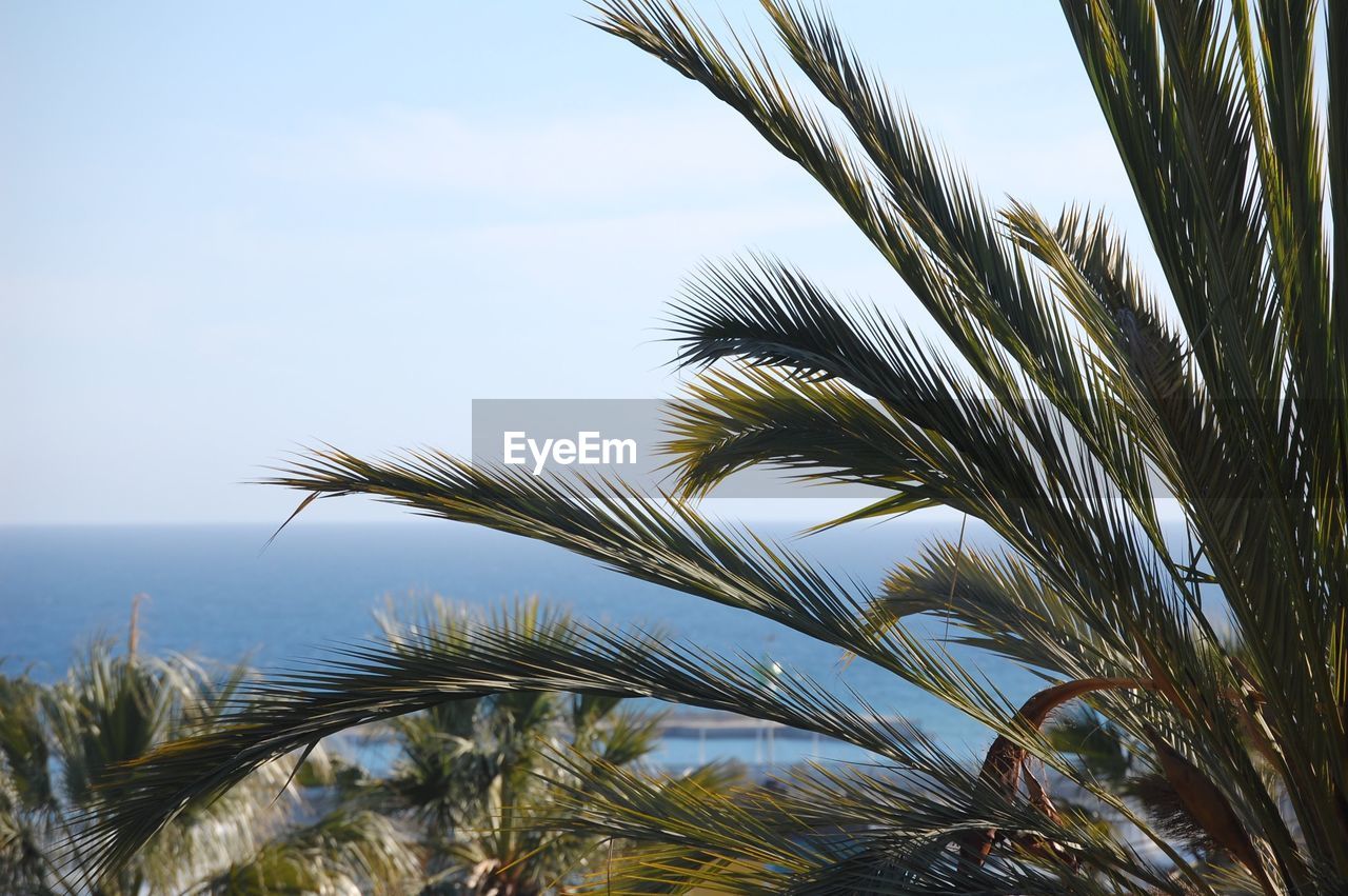 CLOSE-UP OF PALM TREES AGAINST SKY