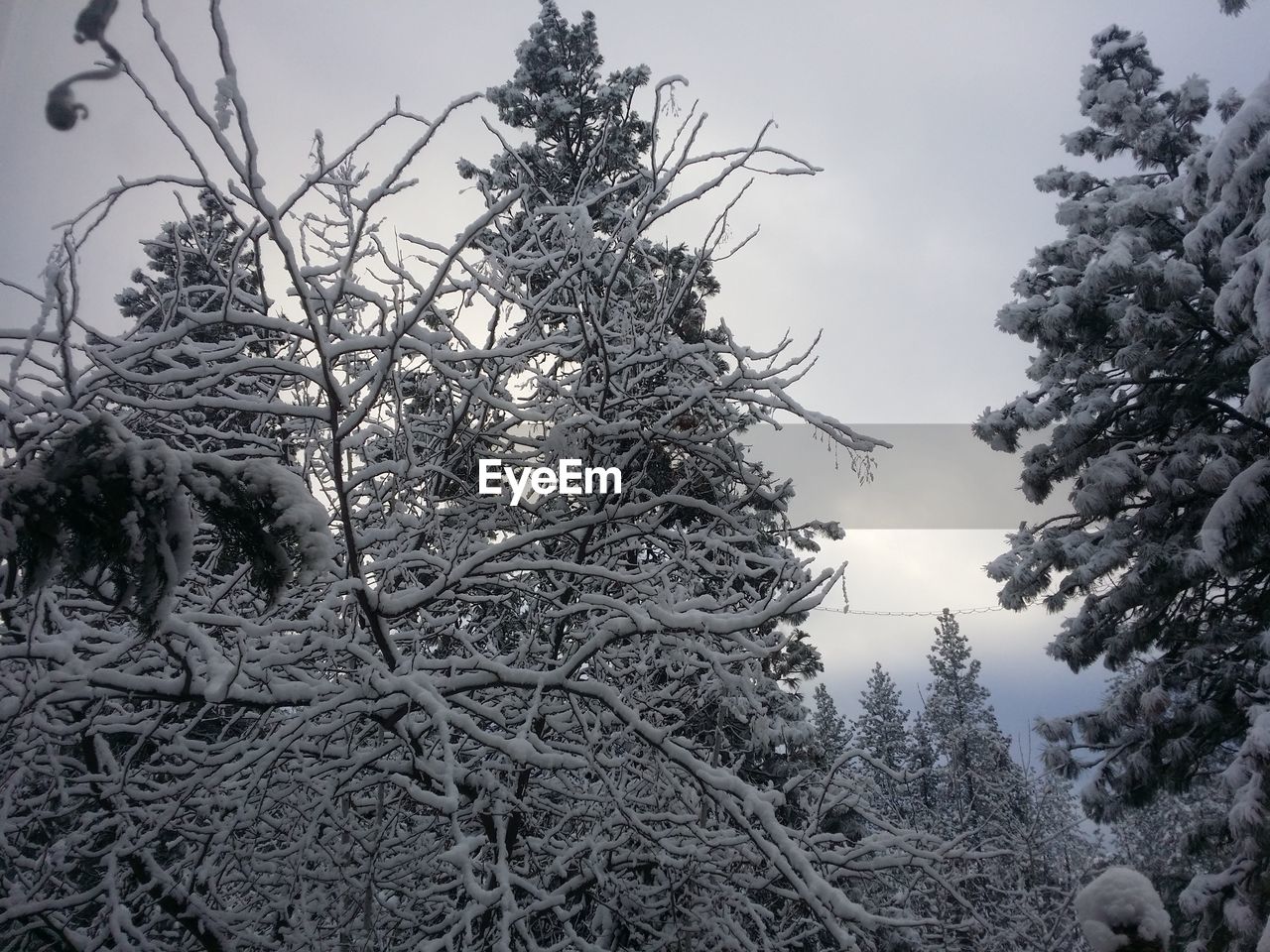 Snow covered bare trees at forest