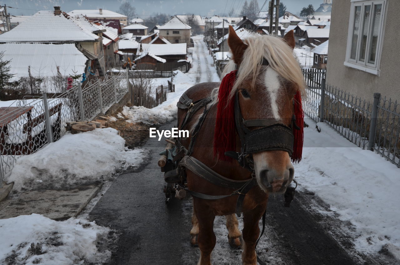 Horse pulling cart on road during winter