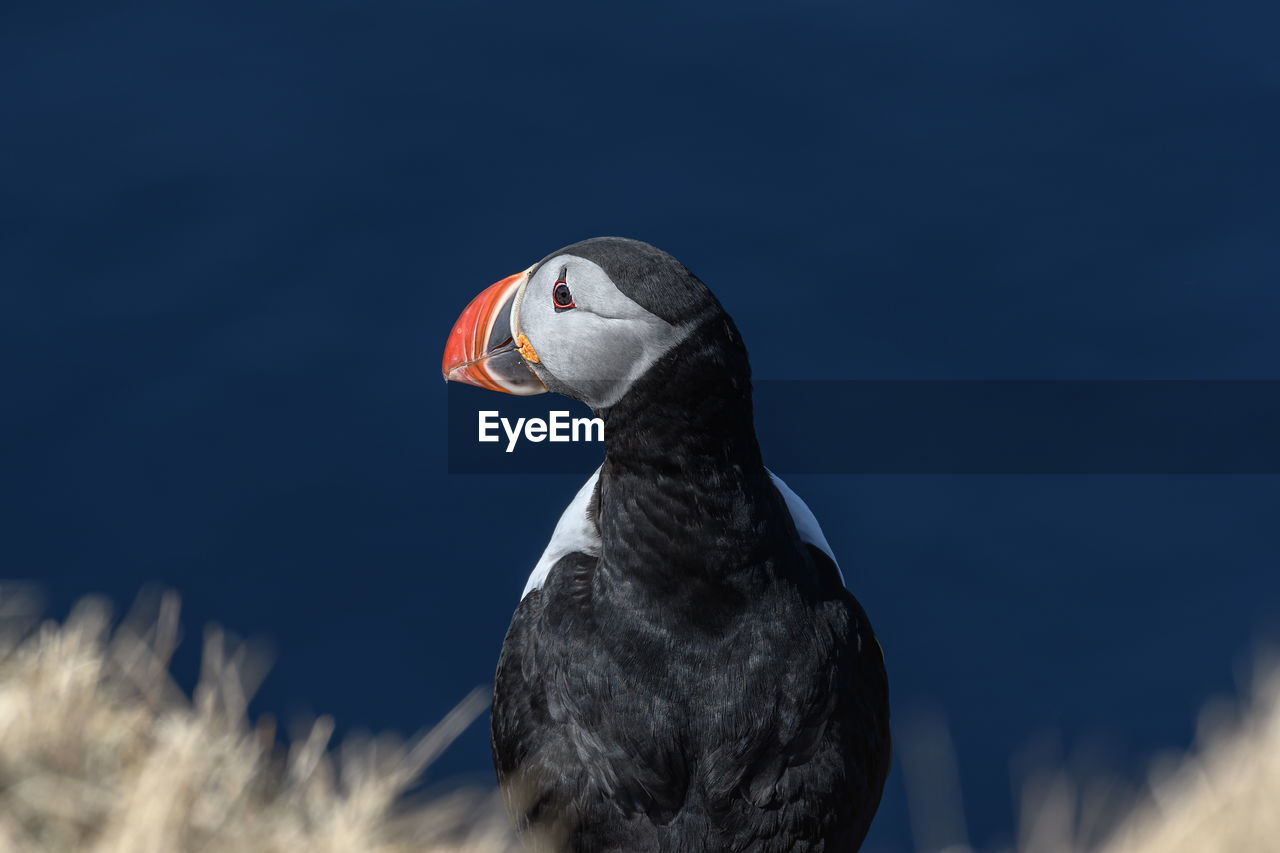 Close-up of puffin against blue sky