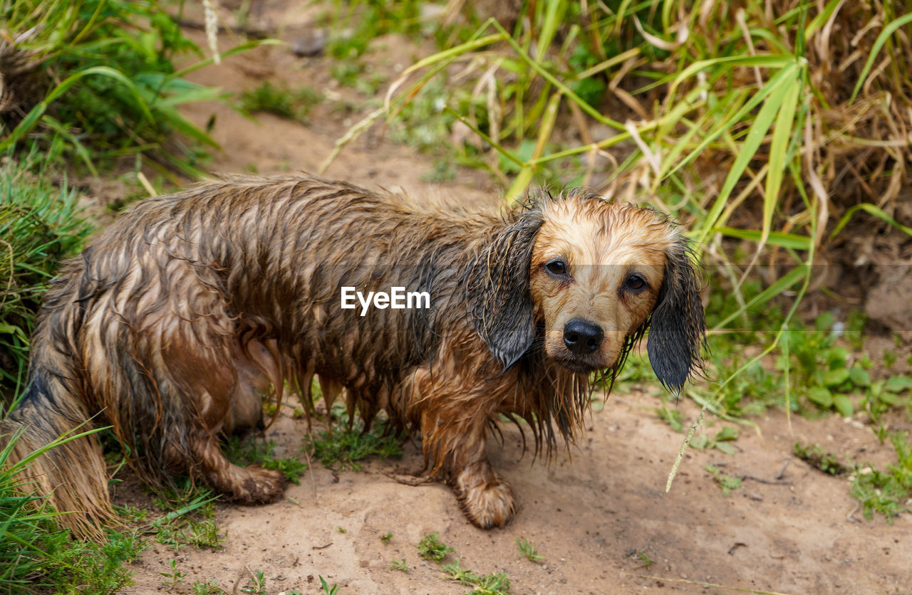 Close-up of wet dog in rain