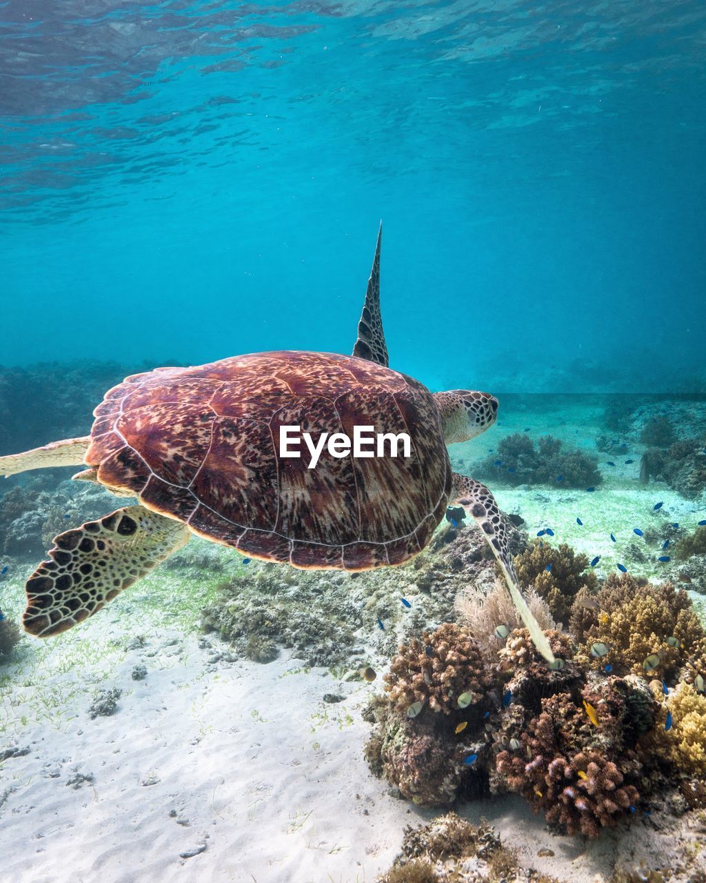 Close-up of turtle swimming in sea