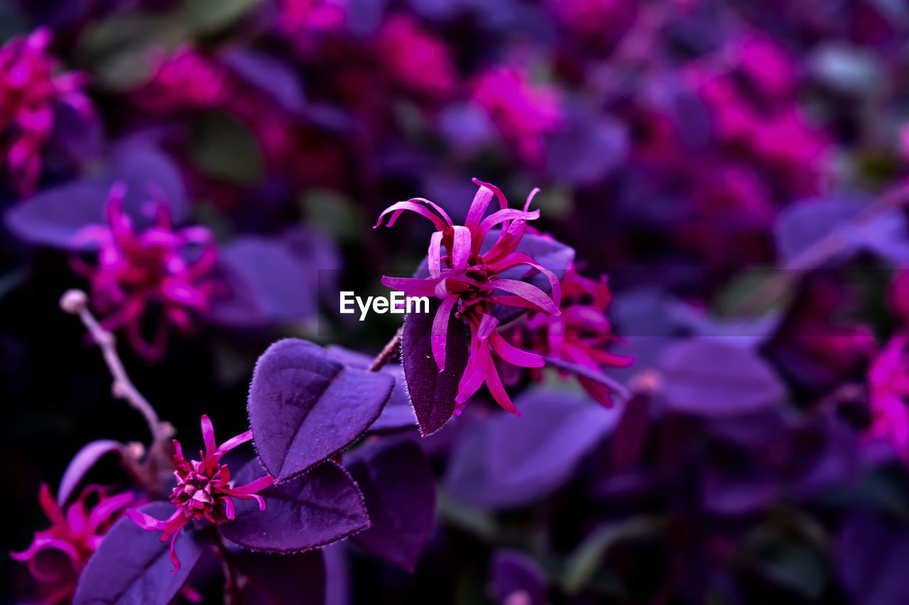 flower, flowering plant, plant, purple, beauty in nature, freshness, nature, close-up, blossom, petal, macro photography, magenta, lilac, fragility, growth, shrub, pink, no people, flower head, focus on foreground, outdoors, inflorescence, wildflower, botany, animal wildlife, plant part