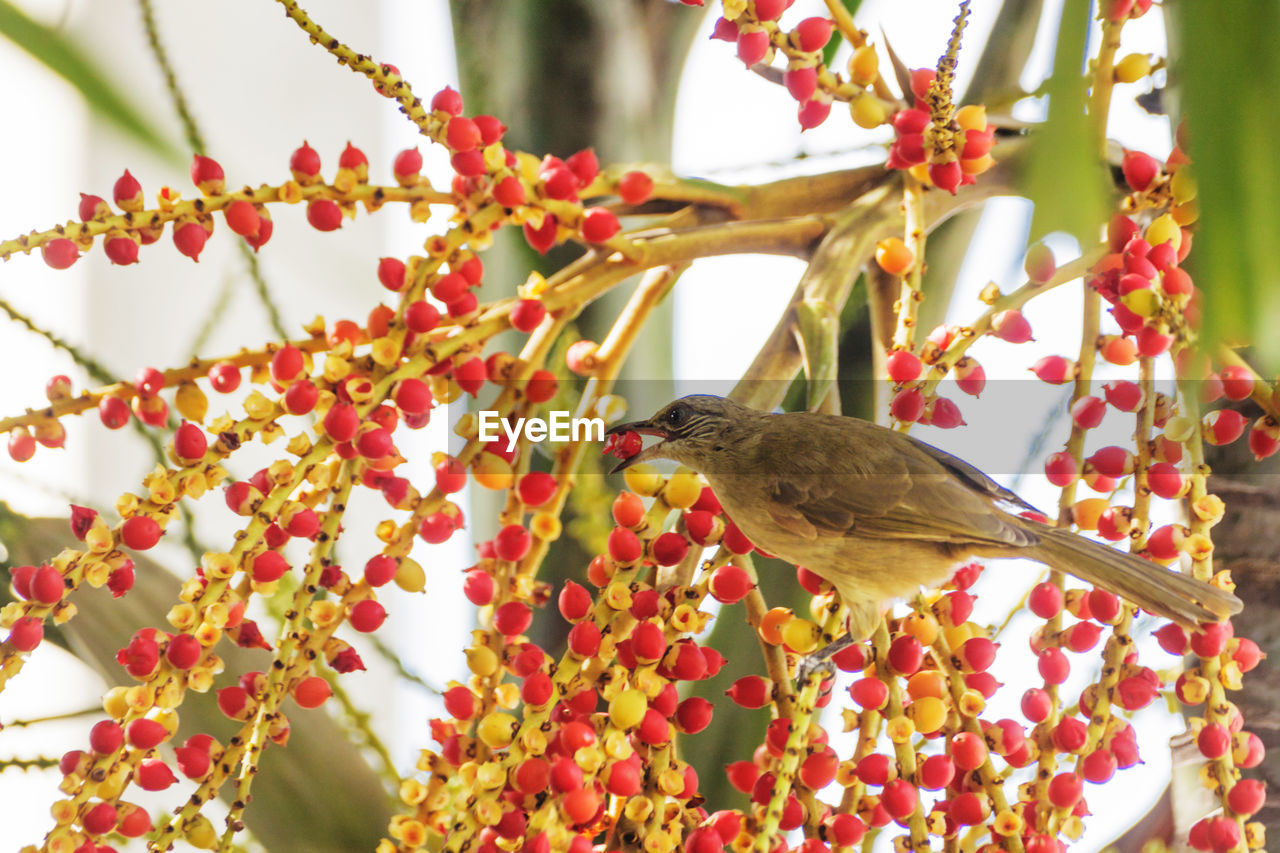 Low angle view of streak-eared bulbul eating fruit