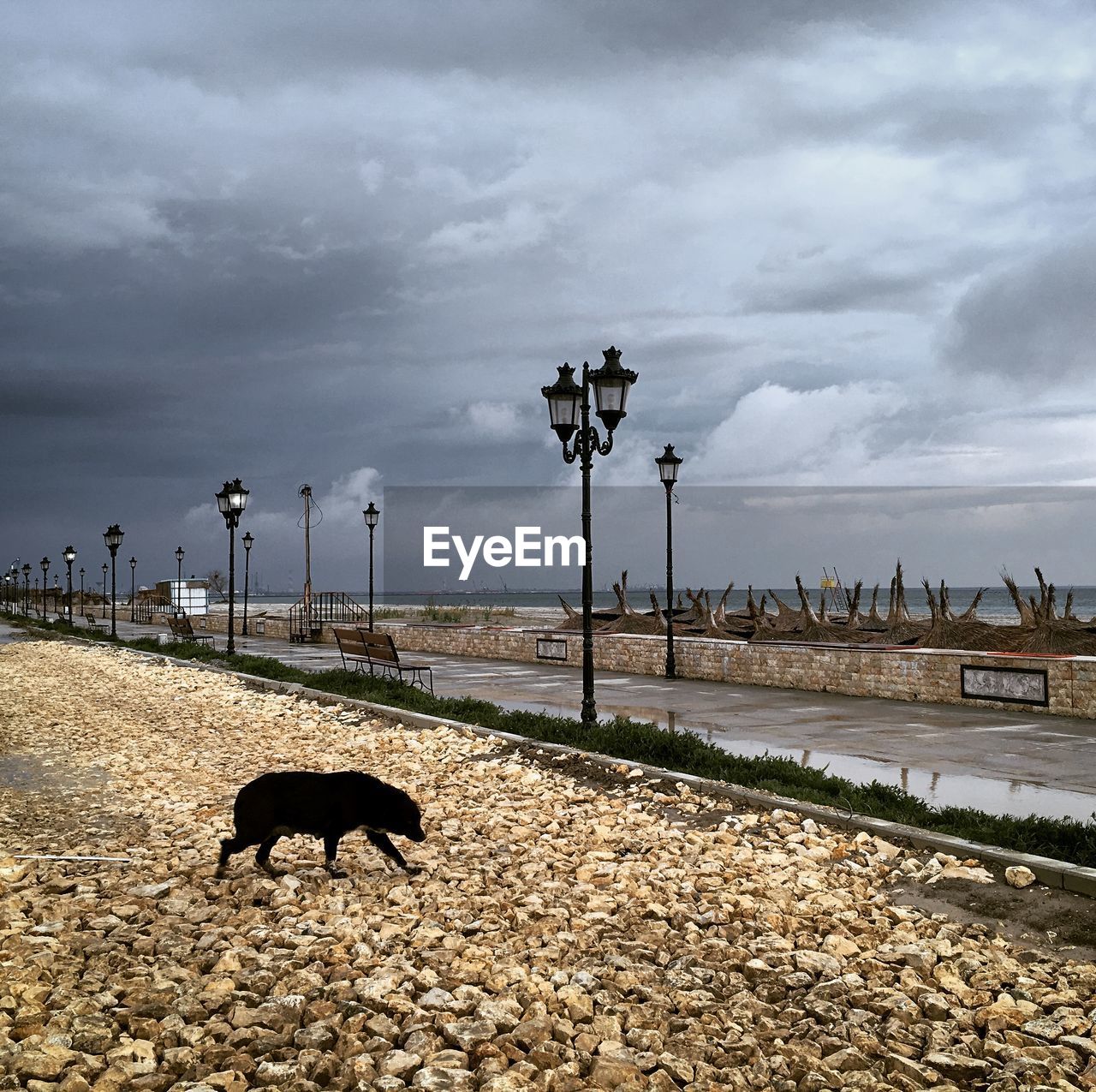 VIEW OF A DOG ON STREET AGAINST SKY