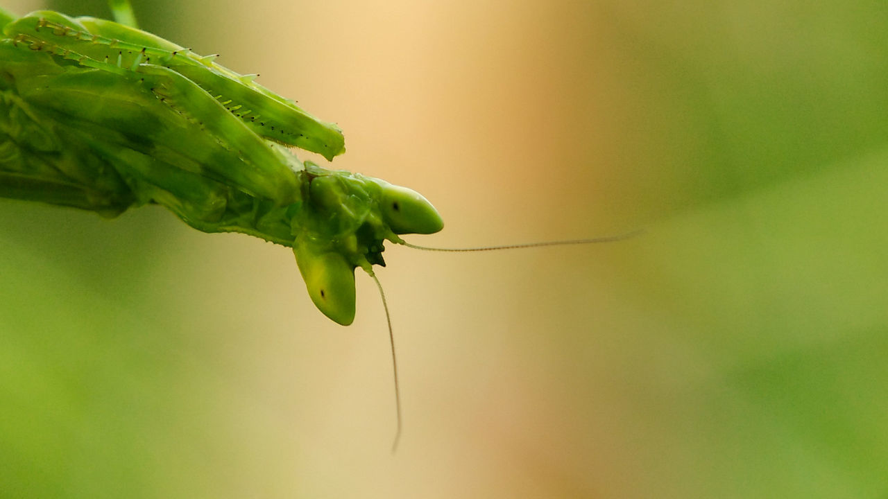 CLOSE-UP OF GREEN LEAF