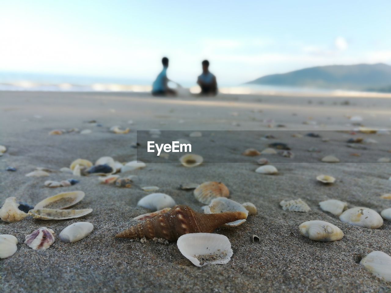 CLOSE-UP OF SHELLS ON SHORE AT BEACH