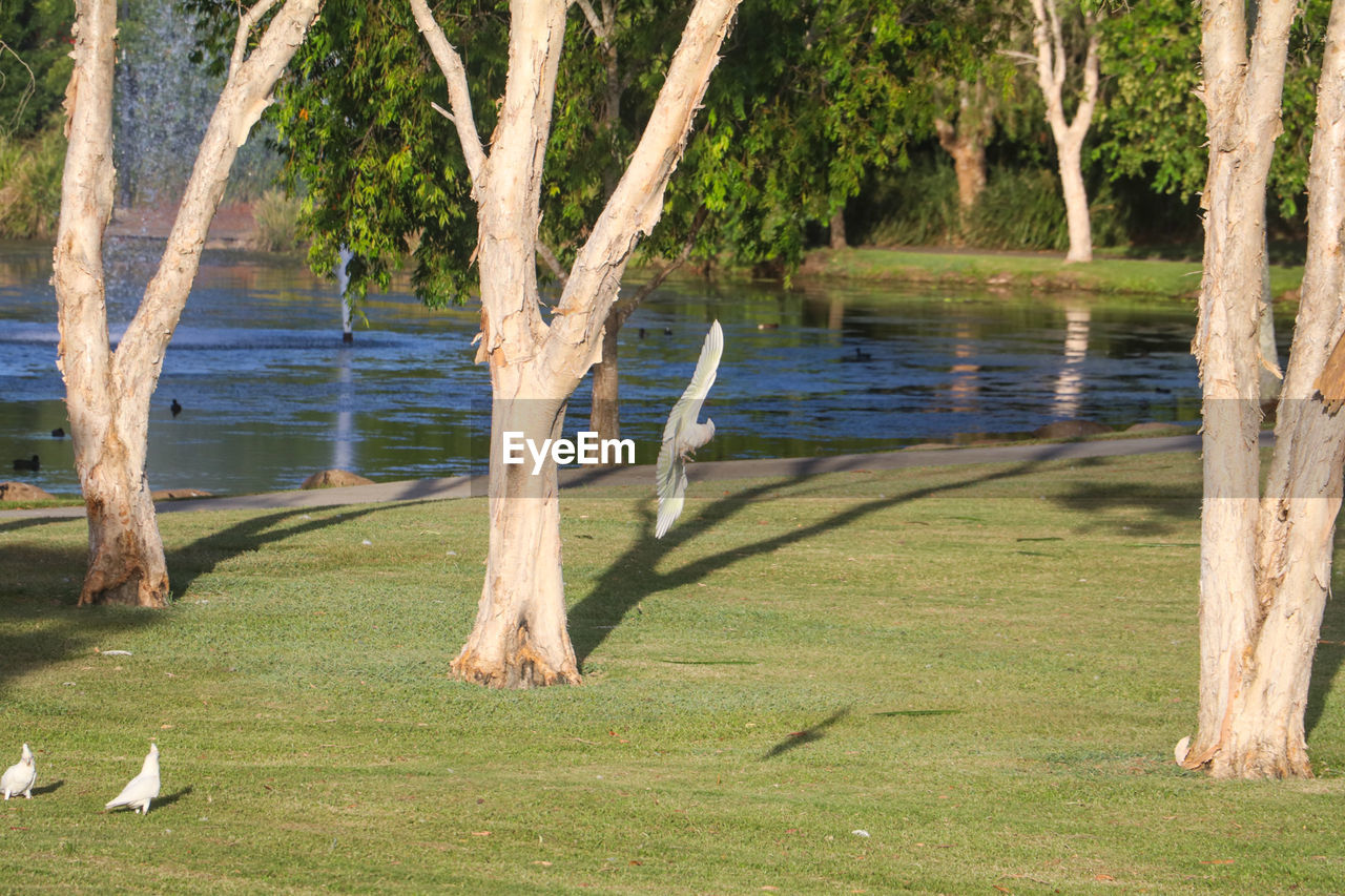 SWAN IN LAKE